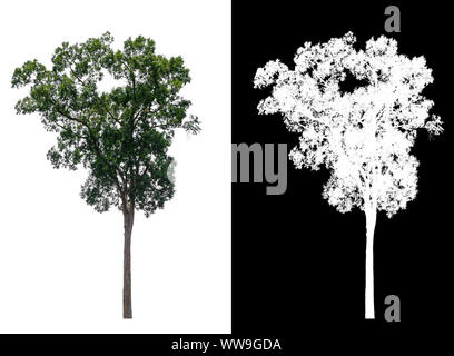 single tree with clipping path and alpha channel Stock Photo