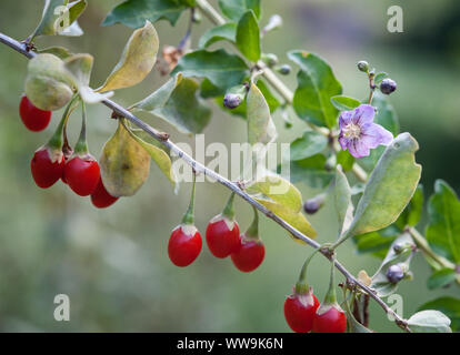 Lycium barbarum plant. Goji berry and derived products became common in developed countries as health foods or alternative medicine remedies. Stock Photo