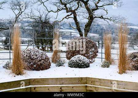 Stylish, contemporary design, landscaping & planting on wooden raised bed (topiary & grasses) - snow covered winter garden, Yorkshire, England, UK. Stock Photo