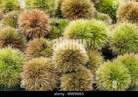 Autumn composition of chestnuts and hedgehog just picked Stock Photo