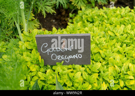 Patch of Golden Oregano, with a small slate sign, growing in a garden UK Stock Photo