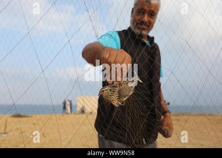 Khan Younis, Gaza Strip, Palestinian Territory. 13th Sep, 2019. A Palestinian man takes out a quail from a net after catching it on a beach in Khan Younis, in the southern Gaza Strip September 13, 2019. Palestinians erected hundreds of meters of nets along the coastline in the Gaza Strip to hunt migratory birds, mainly quails, which arrive to the coasts of the Mediterranean in the second half of September of each year Credit: Ashraf Amra/APA Images/ZUMA Wire/Alamy Live News Stock Photo