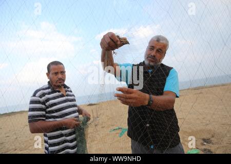 Khan Younis, Gaza Strip, Palestinian Territory. 13th Sep, 2019. Palestinian men take out a quail from a net after catching it on a beach in Khan Younis, in the southern Gaza Strip September 13, 2019. Palestinians erected hundreds of meters of nets along the coastline in the Gaza Strip to hunt migratory birds, mainly quails, which arrive to the coasts of the Mediterranean in the second half of September of each year Credit: Ashraf Amra/APA Images/ZUMA Wire/Alamy Live News Stock Photo