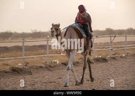 Camel Racing in Taif, Saudi Arabia Stock Photo