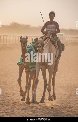 Camel Racing in Taif, Saudi Arabia Stock Photo