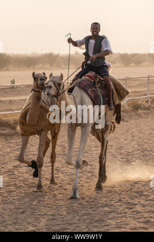 Camel Racing in Taif, Saudi Arabia Stock Photo