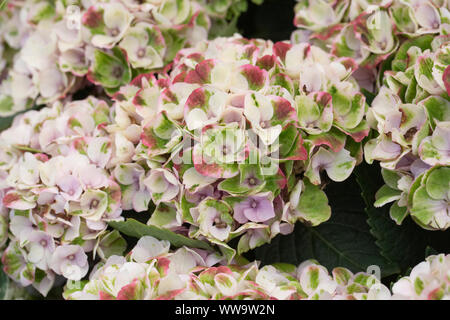 Hydrangea macrophylla 'Magical Revolution' flowers. Stock Photo