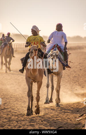 Camel Racing in Taif, Saudi Arabia Stock Photo