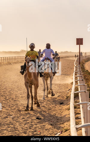 Camel Racing in Taif, Saudi Arabia Stock Photo