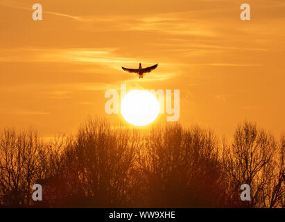Flying over the Setting Sun Stock Photo
