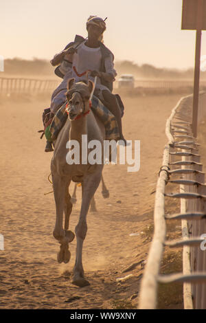 Camel Racing in Taif, Saudi Arabia Stock Photo