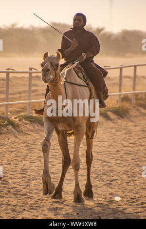 Camel Racing in Taif, Saudi Arabia Stock Photo