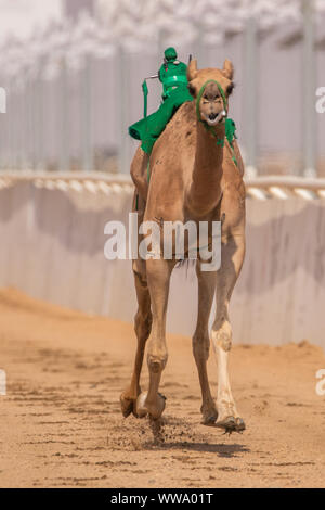 Camel Racing in Taif, Saudi Arabia Stock Photo