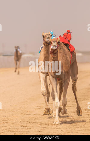 Camel Racing in Taif, Saudi Arabia Stock Photo