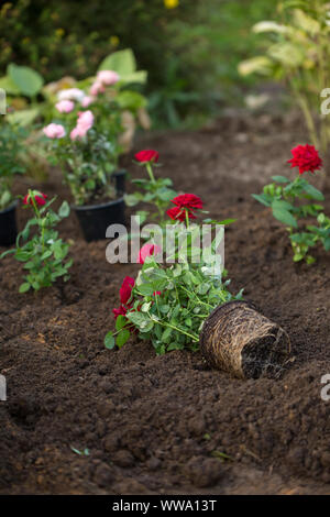 Photo of seedlings of roses in garden on summer day Stock Photo