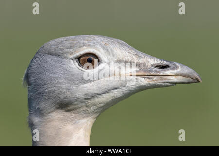 Great Bustard, Otis tarda, female portrait, April, Stonehenge, Wiltshire Stock Photo