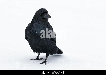 Raven, Corvus corax, a single adult bird stood in snow during a snow shower, Jasper, Canada, November Stock Photo