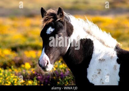 Wild horse on mountain Stock Photo