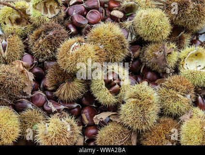 Autumn composition of chestnuts and hedgehog just picked Stock Photo