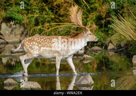 A Fallow deer stag crossing a stream.
