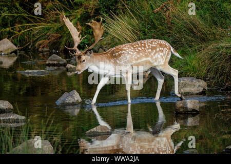 A Fallow deer stag crossing a stream. Stock Photo