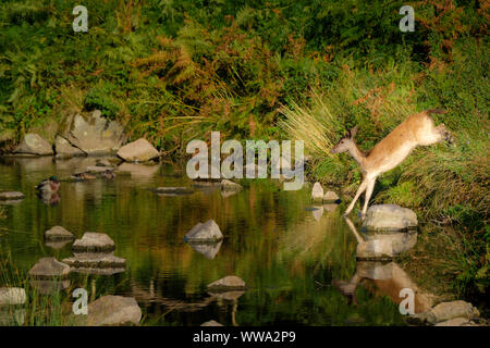 A young Fallow deer jumps into a stream. Stock Photo