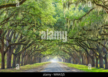 Savannah, Georgia, USA oak tree lined road at historic Wormsloe ...