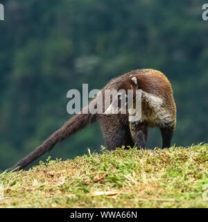 A coati running in the mountains, in Costa Rica Stock Photo - Alamy