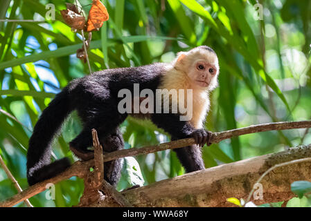 capuchin, monkey on a tree in the jungle, Costa Rica Stock Photo