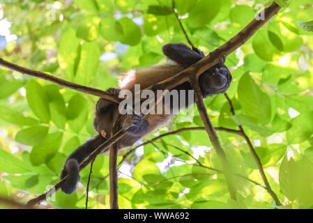Mantled Howler Monkey, Alouatta Palliata, monkey sleeping on a tree in Costa Rica Stock Photo
