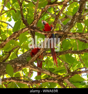 scarlet macaw, beautiful parrots perched in  a tree in Costa Rica Stock Photo