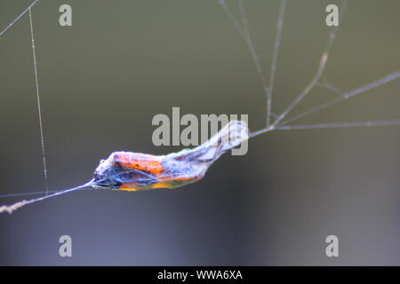 Milkweed Bug Cocooned in Spider Web Stock Photo - Alamy