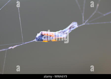Milkweed Bug Cocooned in Spider Web Stock Photo