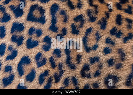 Leopard, a beautiful panther, skin Stock Photo