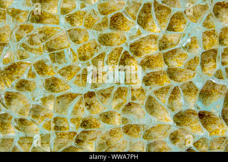 closeup of broken security glass with golden background Stock Photo