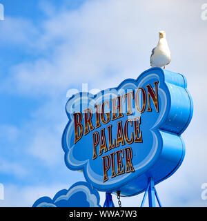 Brighton, England - August 2, 2019: A seagull sits on a sign above Brighton Pier Stock Photo