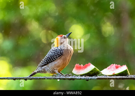 Hoffmann’s Woodpecker, Melanerpes hoffmannii, tropical bird eating watermelon in Costa Rica Stock Photo