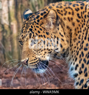 Leopard, a beautiful panther, portrait Stock Photo