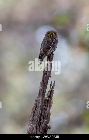 Brown Hawk Owl (Ninox scutulata) perches on a snag in India Stock Photo