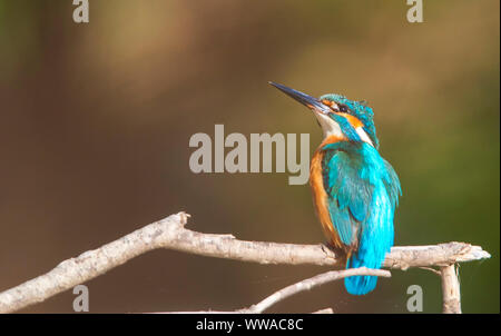 Beautiful nature scene with Common kingfisher (Alcedo atthis).