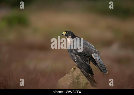 Peregrine falcon, Falco peregrines, perched in open scrub, Stock Photo