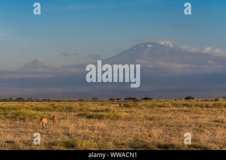 View of the Kilimandjaro mountain in Tanzania, with the savannah, beautiful panorama Stock Photo
