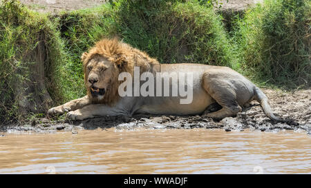Big old lion resting near the river in the Serengeti park, Tanzania Stock Photo