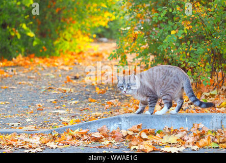 cat in the nature Stock Photo