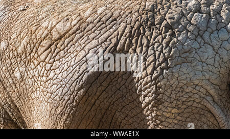 An elephant skin, texture of skin folds, close-up Stock Photo