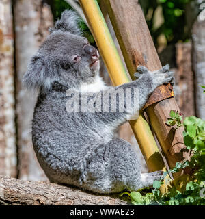 Koala, Phascolarctos cinereus, cute animal climbing on a tree Stock Photo