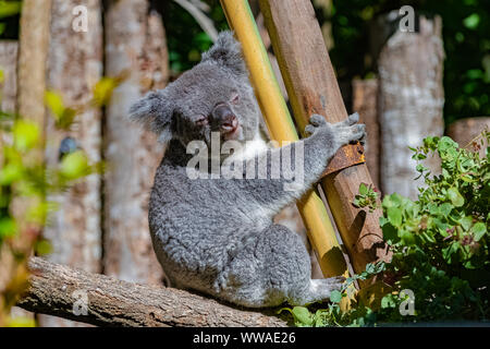 Koala, Phascolarctos cinereus, cute animal climbing on a tree Stock Photo