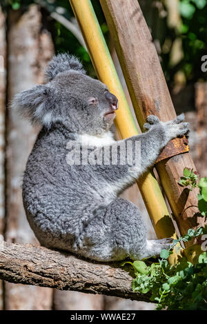 Koala, Phascolarctos cinereus, cute animal climbing on a tree Stock Photo