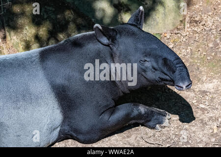 Malayan tapir lying on the ground, funny animal Stock Photo