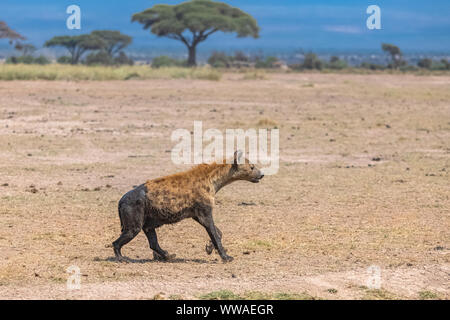 hyena covered with mud running in the savannah Stock Photo